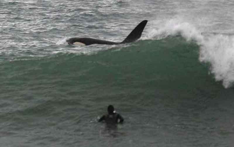 New Zealand Surfer with killer whale||||||||Killer Whale Attacks Seal|Killer Whales eat Great White Sharks||||
